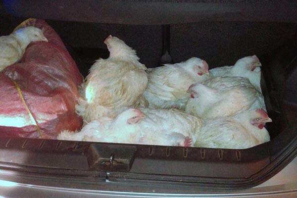 Galline ‘in fuga’ alla rotonda di via Boroli-via Europa: sette salvate dall’Anpana