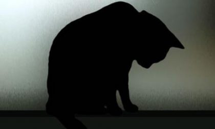 Gatti avvelenati ad Orta?