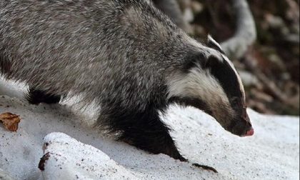 Intrappolato nelle chiuse di un canale: tasso salvato dai vigili del fuoco