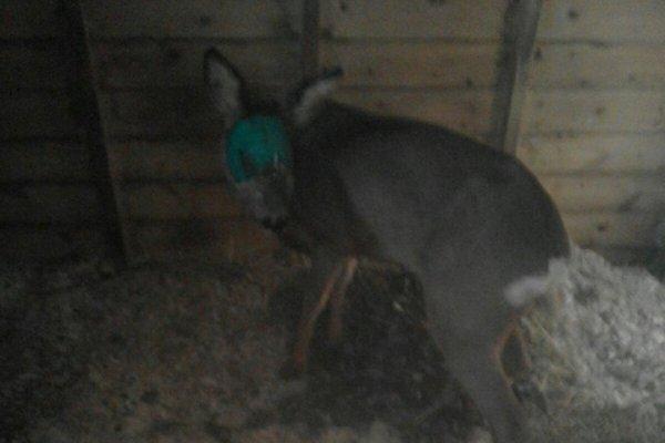 Primo mese da Centro Recupero Fauna Selvatica per il Rifugio Miletta di Agrate