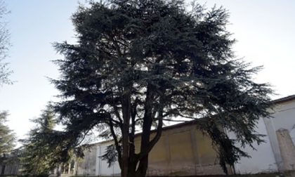 Sono 6 gli alberi monumentali nel Novarese