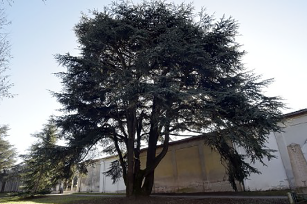 Sono 6 gli alberi monumentali nel Novarese