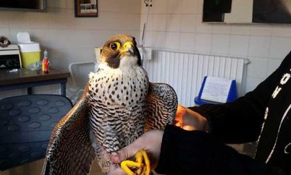 Anpana e Wwf salvano falco pellegrino
