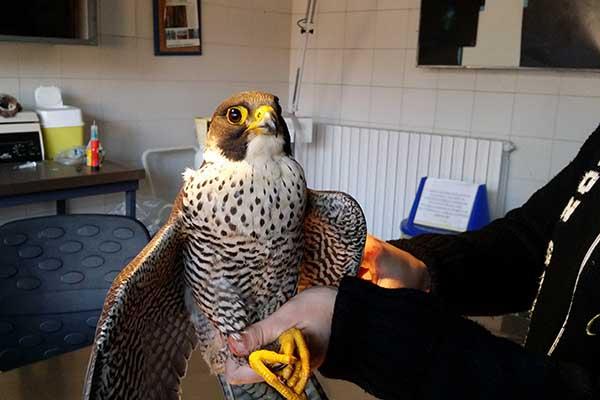 Anpana e Wwf salvano falco pellegrino