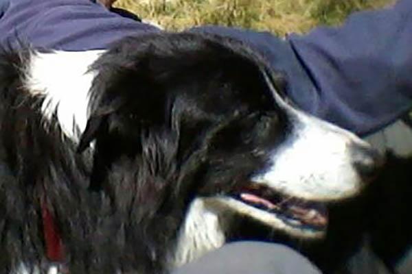 Border collie finisce nel Sesia tra Ghemme e Romagnano Sesia