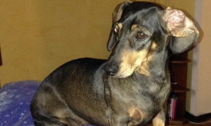 Cagnolina uccisa da un proiettile, cinque possibili “piste”