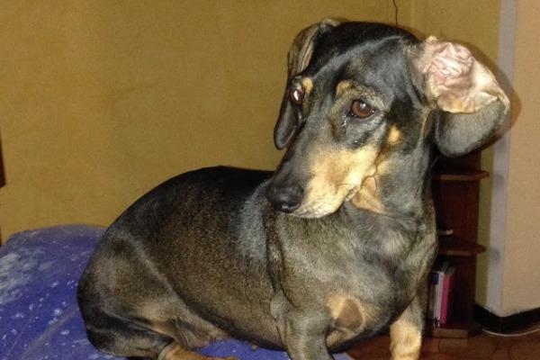 Cagnolina uccisa da un proiettile, cinque possibili “piste”