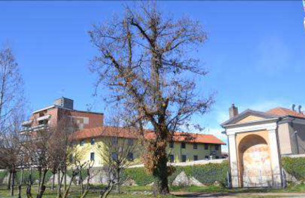 E’ troppo malato, addio al castagno del parco Marazza