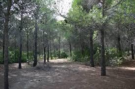 Fa un vialetto, usando un’area di bosco: denunciato