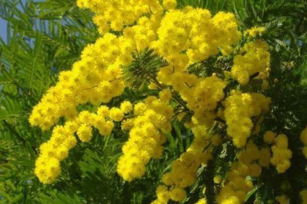 Festa della donna, gli appuntamenti a Borgomanero e dintorni
