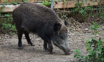 Investe un cinghiale: auto danneggiata