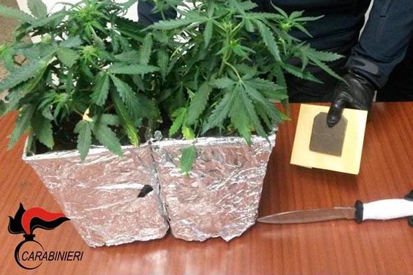 Marijuana da salotto trovata a Trecate: nei guai un 54enne