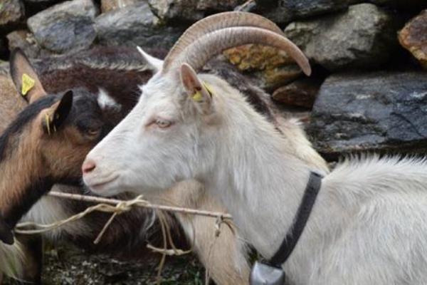 Progetto ecologico a Boca