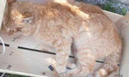 Allarme gatti avvelenati a Dagnente