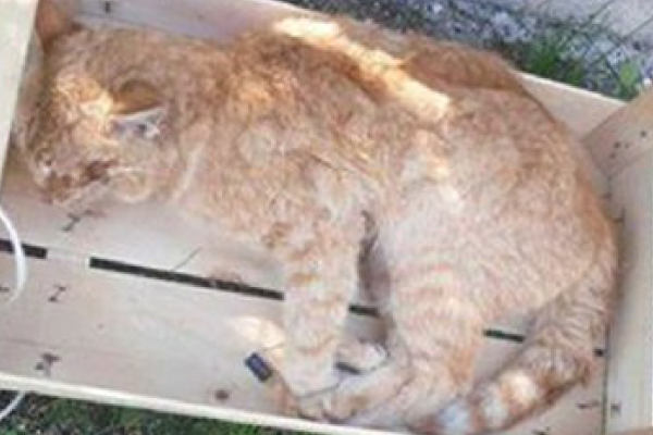 Allarme gatti avvelenati a Dagnente