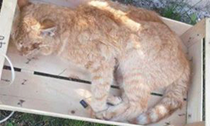 Allarme gatti avvelenati a Dagnente