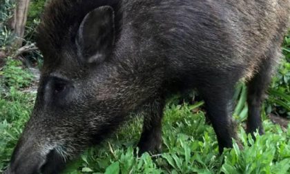 Da Genova ad Agrate Conturbia, la storia del cinghiale Martino