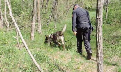 Ecco i cani antidroga dei Cc in azione nei boschi Suno