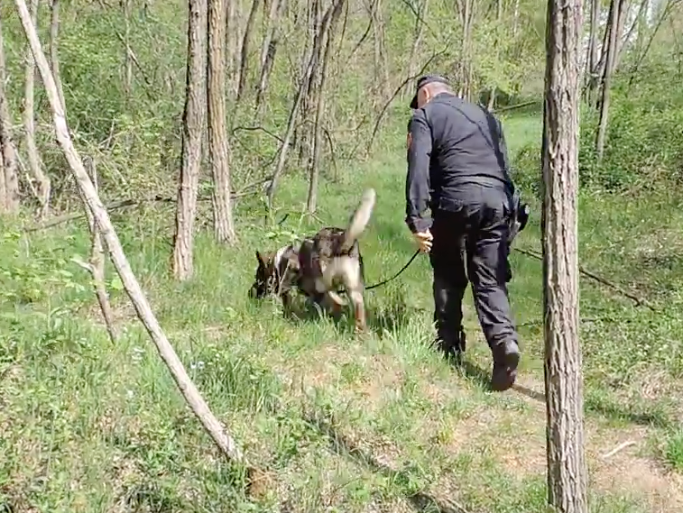 Ecco i cani antidroga dei Cc in azione nei boschi Suno