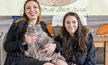 Gatti: una giornata da protagonisti al “Cat Show” (FOTOGALLERY)