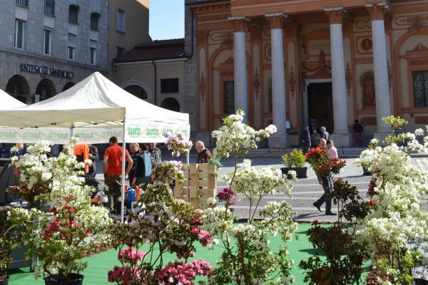 “Giardini in Fiore” a Borgomanero con la mostra mercato dal pollice verde