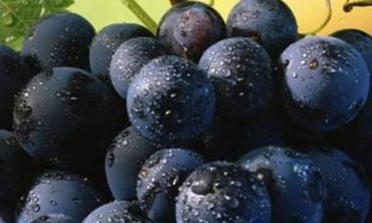 Terre del Boca nel registro dei paesaggi rurali