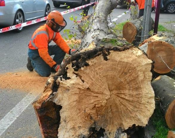 Trecate, cade uno dei platani di via Macallé