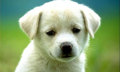 Degrado, incuria e... paura nell’area cani