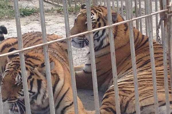 Il Corpo Forestale sequestra cinque tigri a un circo
