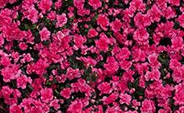 L’Azalea della Ricerca di AIRC anche a Momo