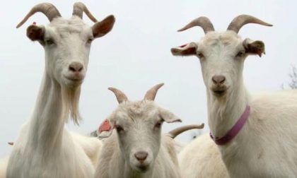 Le caprette torneranno ad abitare nel parco vicino alle scuole
