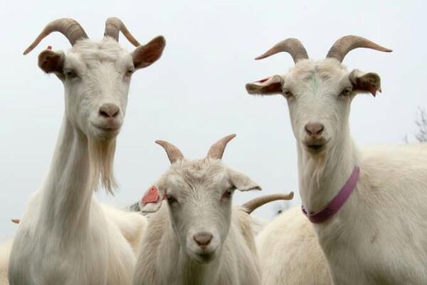 Le caprette torneranno ad abitare nel parco vicino alle scuole