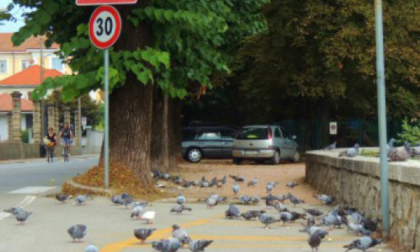 Parco sotto l’assedio dei piccioni