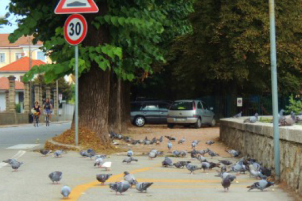Parco sotto l’assedio dei piccioni