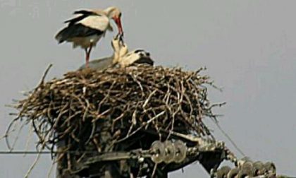 Cicogne di casa a Cerano