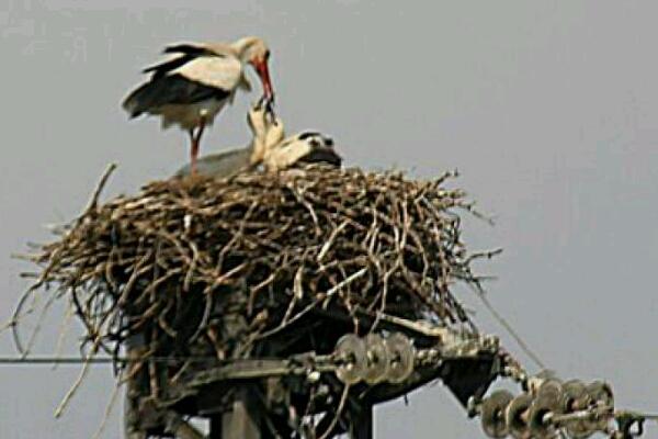 Cicogne di casa a Cerano