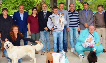Ecco i cani più belli premiati a Borgomanero