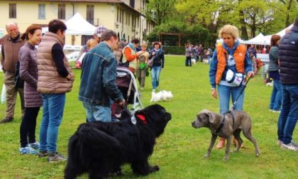 I cani più belli premiati a Borgomanero