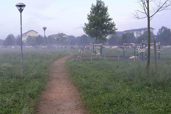 “Il nostro parco preso d’assalto da mucche e pecore: almeno ora l’erba non è più alta…”