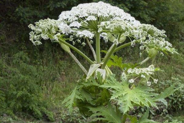 “State alla larga da questa pianta”