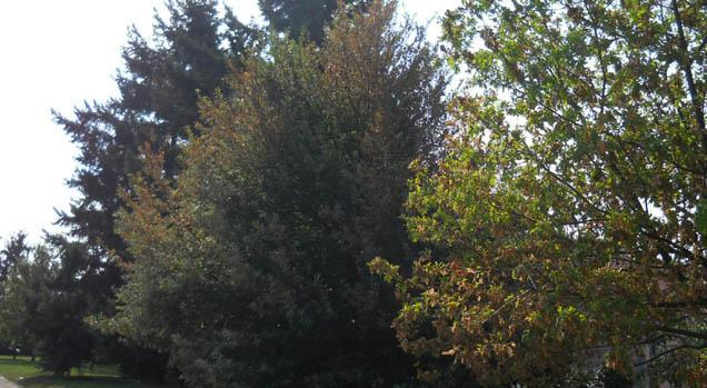 Abbattimenti selettivi di alberi a Novara