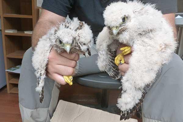 Anpana trae in salvo due esemplari di gheppio