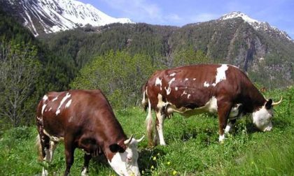 Coldiretti in difesa delle razze autoctone