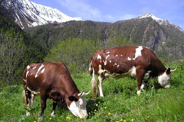 Coldiretti in difesa delle razze autoctone