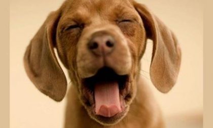Deiezioni canine, a Momo arriva il regolamento comunale