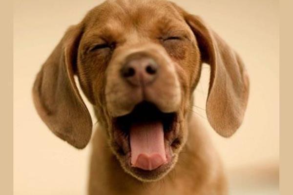 Deiezioni canine, a Momo arriva il regolamento comunale