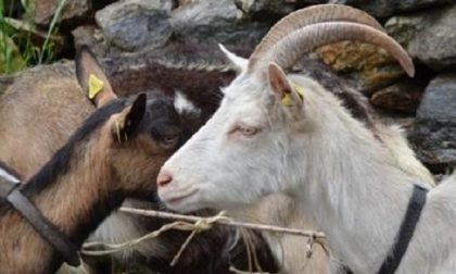 Facoltà di zoologia anche in Italia: l'appello online parte da Veruno