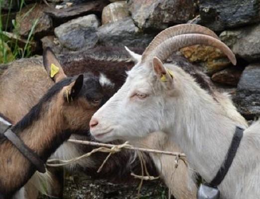 Facoltà di zoologia anche in Italia: l’appello online parte da Veruno