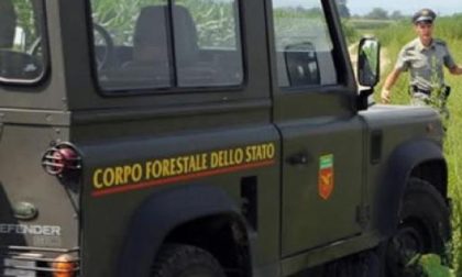 Invorio: la Forestale sequestra due edifici abusivi