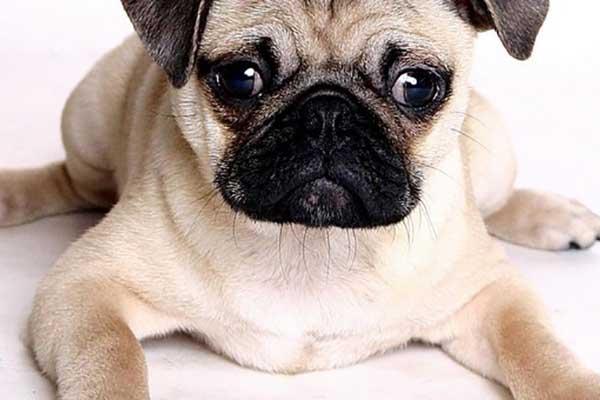 Quattrozampe pignorabili? Sì, forse, anzi, no!